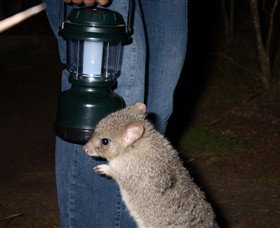 Moonlit Sanctuary Wildlife Conservation Park - Accommodation Newcastle 1