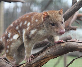 Moonlit Sanctuary Wildlife Conservation Park - Accommodation Newcastle 2