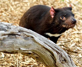 Moonlit Sanctuary Wildlife Conservation Park - Accommodation Newcastle 4