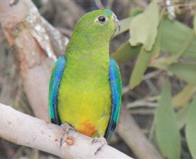 Moonlit Sanctuary Wildlife Conservation Park - Accommodation Newcastle 3