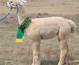 Marchmont Park Alpacas - Accommodation Newcastle 1