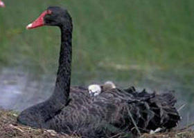 French Island Marine National Park - Accommodation Newcastle 0