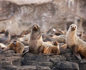 Phillip Island Nature Parks - Accommodation Newcastle 1