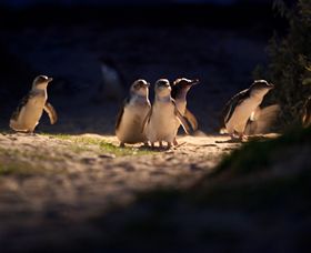 Phillip Island Nature Parks - Accommodation Newcastle 0