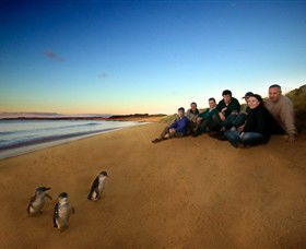 Phillip Island Nature Parks - Accommodation Newcastle 7