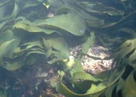 Churchill Island Marine National Park - Accommodation Newcastle 0
