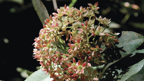 Wollemi National Park - Accommodation Newcastle 1