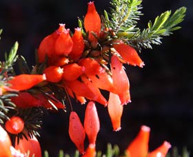 Mount Dale Walk Trail - Accommodation Newcastle 3