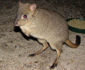 Barna Mia Native Animal Sanctuary - Accommodation Newcastle 1