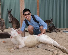 Maru Koala And Animal Park - Accommodation Newcastle 2