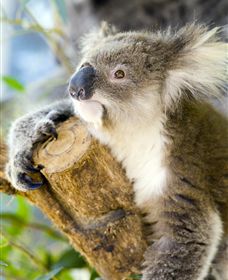 Maru Koala And Animal Park - Accommodation Newcastle 1