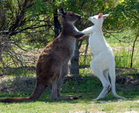 Maru Koala And Animal Park - Accommodation Newcastle 5