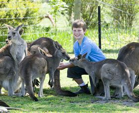 Maru Koala And Animal Park - Accommodation Newcastle 4