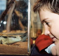 Canberra Reptile Zoo - Accommodation Newcastle