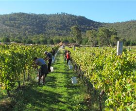 Savina Lane Premum Wines - Accommodation Newcastle 1