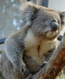 National Zoo & Aquarium - Accommodation Newcastle 5