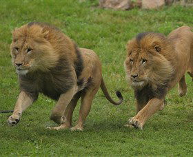 National Zoo & Aquarium - Accommodation Newcastle 4