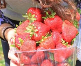 Mia Cucina Walking Food Tours - Accommodation Newcastle 5