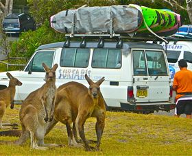 Surfaris Surf Camp - Accommodation Newcastle 3