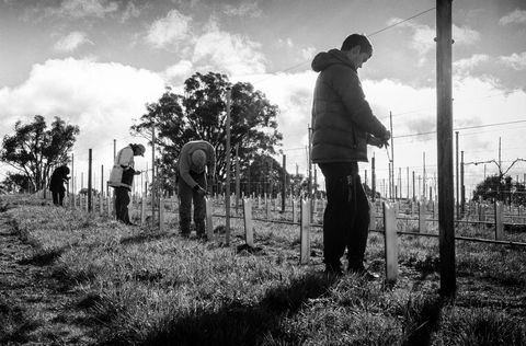 Clonakilla Wines - Accommodation Newcastle 4