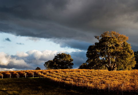 Clonakilla Wines - Accommodation Newcastle 8