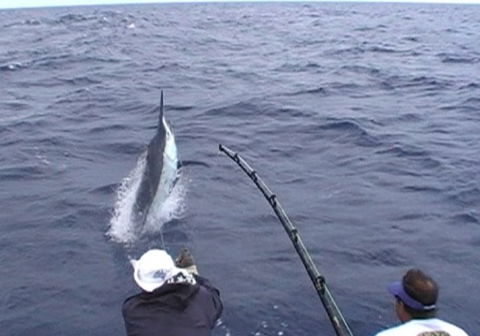 Amokura Charters - Accommodation Newcastle 0
