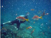 Imagine Cruises - Accommodation Newcastle 0
