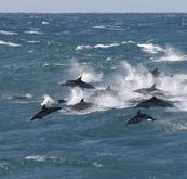 Tamboi Queen Cruises - Accommodation Newcastle