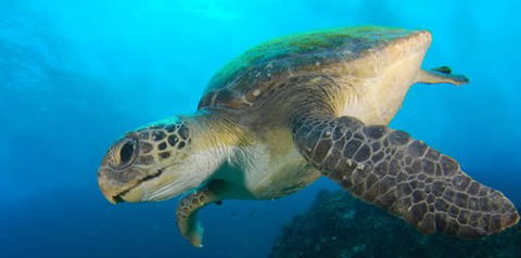 Byron Bay Dive Centre - Accommodation Newcastle 0