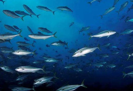 Byron Bay Dive Centre - Accommodation Newcastle 2