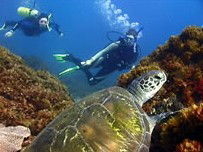 Byron Bay Dive Centre - Accommodation Newcastle 3