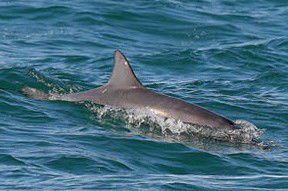 Byron Bay Dolphin Wildlife Tours - Accommodation Newcastle 0