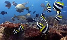 Byron Bay Dolphin Wildlife Tours - Accommodation Newcastle 3