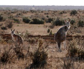 Silver City Tours - Accommodation Newcastle 1