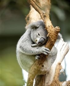 VIP Aussie Gold - Accommodation Newcastle 1