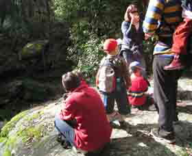 Boronia Tours - Accommodation Newcastle 2