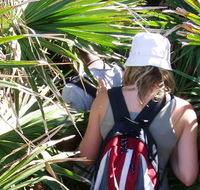 Palm Jungle loop track - Accommodation Newcastle