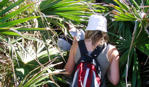 Palm Jungle Loop Track - Accommodation Newcastle 0