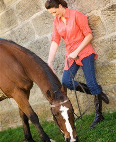 Sugarloaf Horse Centre - Accommodation Newcastle 2