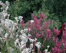 Mt Penang Gardens - Accommodation Newcastle 1