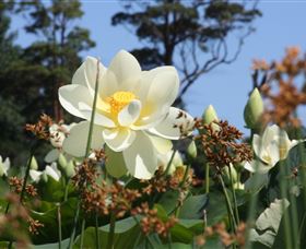 Mt Penang Gardens - Accommodation Newcastle 2