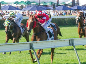 Morphettville Racecourse - Accommodation Newcastle 2