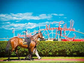 Morphettville Racecourse - Accommodation Newcastle 3