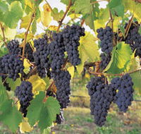 Hills Short Wine and Food Trail - Accommodation Newcastle