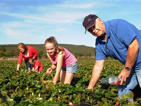 Mount Compass And District Produce And Tourist Trail - Accommodation Newcastle 1