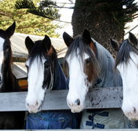 Victor Harbor Horse Drawn Tramway - Accommodation Newcastle