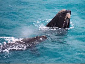 Tourist Drive Route 50 - Accommodation Newcastle 1