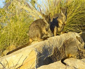 Towers Hill Lookout And Amphitheatre - Accommodation Newcastle 1