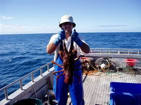 Lacepede Seafood - Accommodation Newcastle 2