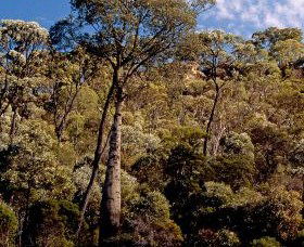 Ka Ka Mundi, Carnarvon National Park - Accommodation Newcastle 0